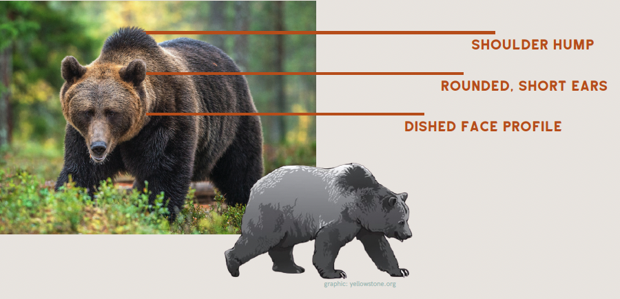 Graphic with a photo of a grizzly bear to the left and a drawing of a grizzly bear below. Labels show how to identify a brown / grizzy bear: it has a shoulder hump, rounded, short ears, and a dished face profile.